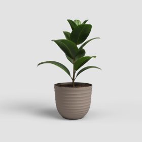 Havana Waves 50 Ma Linen Taupe