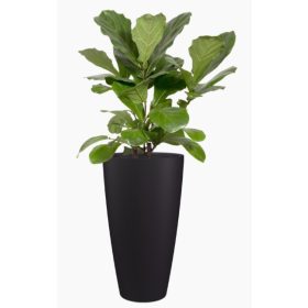 Havana Natural High 70 Ma Volcano An