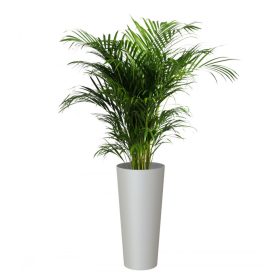 Porto High 80 Ma Light Grey