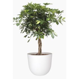 Havana Natural 30 Ma Granite White