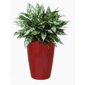 Santorini 78 Gl Dark Red