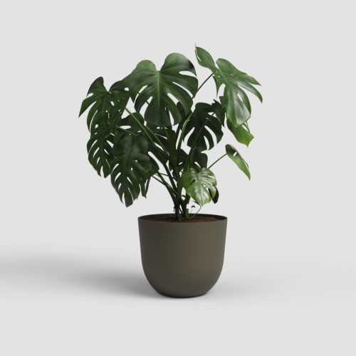 Havana Natural 40 Ma Moss Green