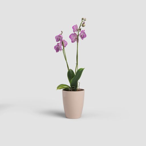 Fiji Orchid 12,5 Gl Nude Pink