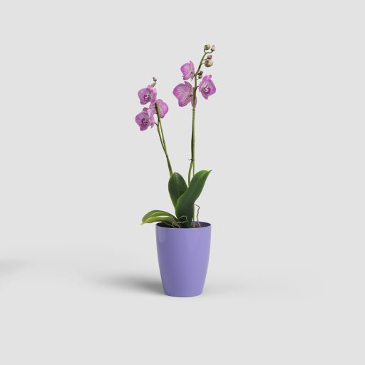 Fiji Orchid 15 Lavander