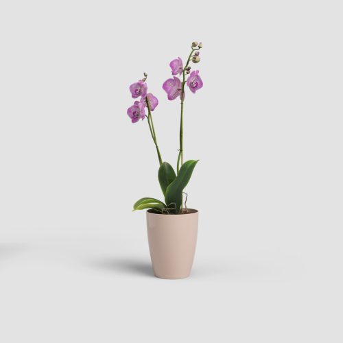 Fiji Orchid 15 Gl Nude Pink