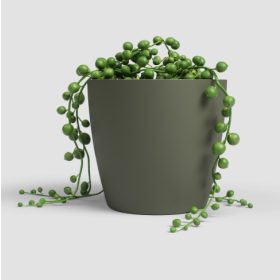 San Remo 9 Ma Dry Green