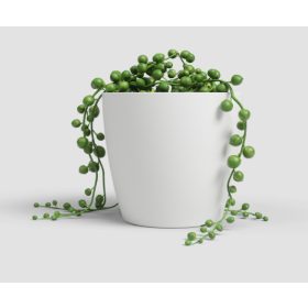 San Remo 30 Ma White