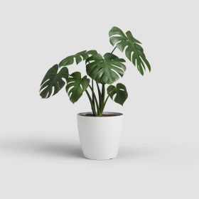 San Remo 36 Ma White