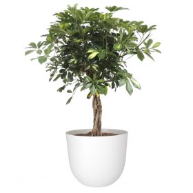 Havana Natural 70 Ma Granite White