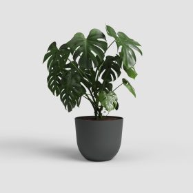 Havana Natural 70 Ma Volcano Anthrac