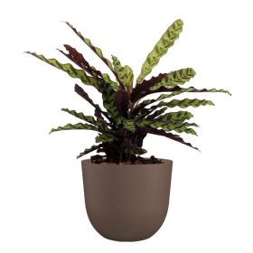 Havana Natural 70 Ma Linen Taupe