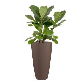 Havana Natural High 70 Ma Linen Taup