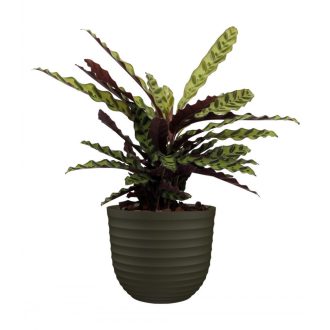Havana Waves 40 Ma Moss Green