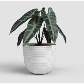 Havana Horizon 20 Ma Granite White