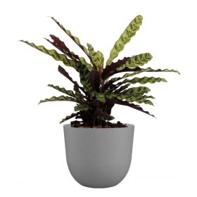 Havana Natural 30 Ma Limestone Grey