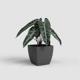 Siena 40 Ma Anthracite