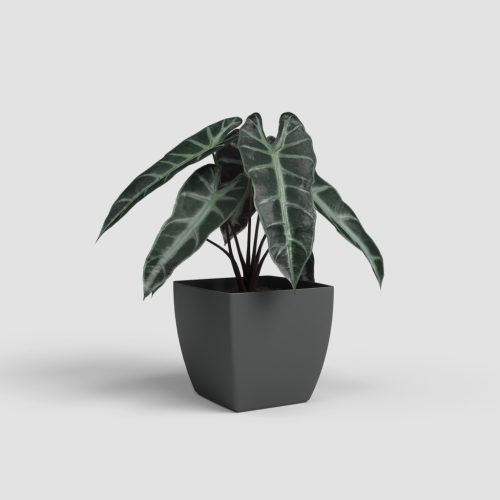 Siena 40 Ma Anthracite