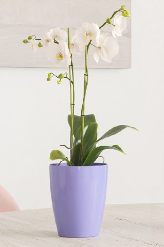 Fiji Orchid 10,5 Gl Electric Lavende