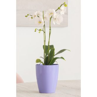 Fiji Orchid 12,5 Gl Electric Lavende