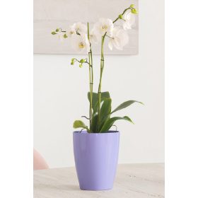 Fiji Orchid 15 Gl Electric Lavender