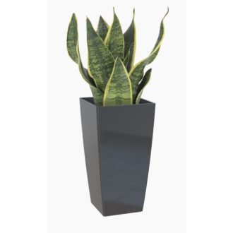 Pisa 60 Gl Anthracite