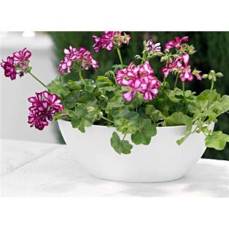 Bahia Plant Box 45 Gl White