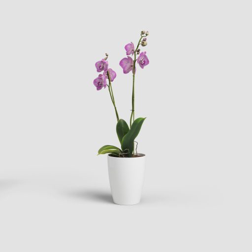Fiji Orchid 12,5 Gl White