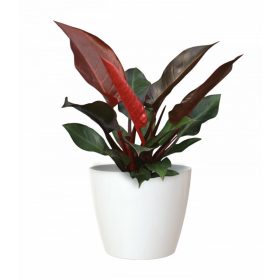 San Remo 14 Gl White