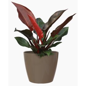 San Remo 25 Gl Taupe