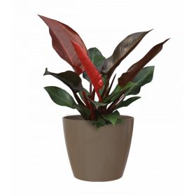 San Remo 36 Gl Taupe