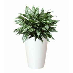 Santorini 65 Gl White