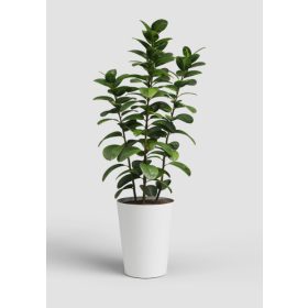 Porto High 40 Ma White