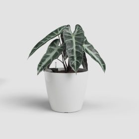 San Remo Sws 36 Gl White