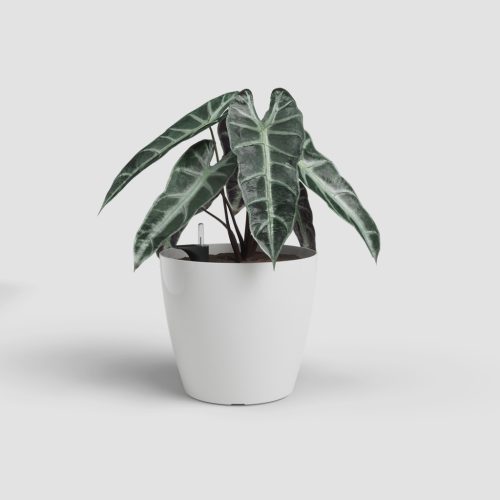 San Remo Sws 36 Gl White