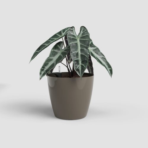 San Remo Sws 36 Gl Taupe