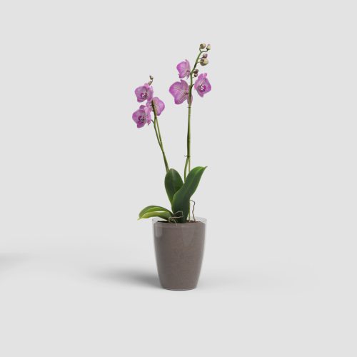 Fiji Orchid 10,5 Gl Transparent