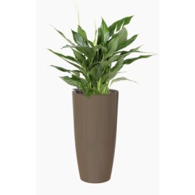 Santorini Sws 78 Gl Taupe