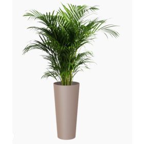 Porto High 80 Ma Taupe