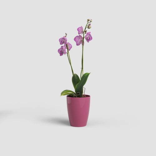 Fiji Orchid 10,5 Gl Deep Rose