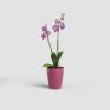 Fiji Orchid 12,5 Gl Deep Rose