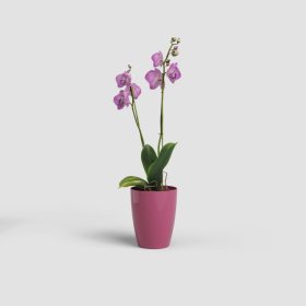 Fiji Orchid 15 Gl Deep Rose