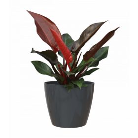 San Remo 16 Gl Anthracite