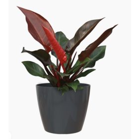 San Remo 20 Gl Anthracite