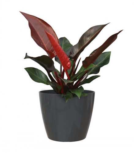 San Remo 42 Gl Anthracite