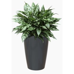 Santorini 78 Gl Anthracite