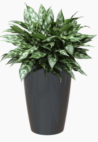 Santorini 78 Gl Anthracite