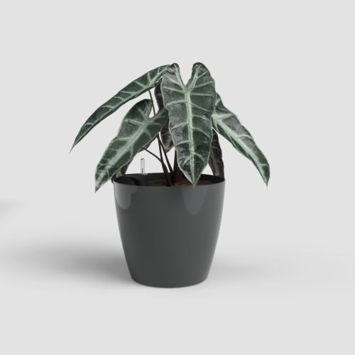 San Remo Sws 36 Gl Anthracite