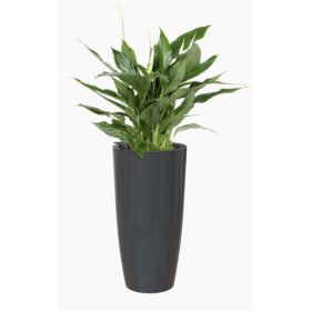 Santorini Sws 65 Gl Anthracite