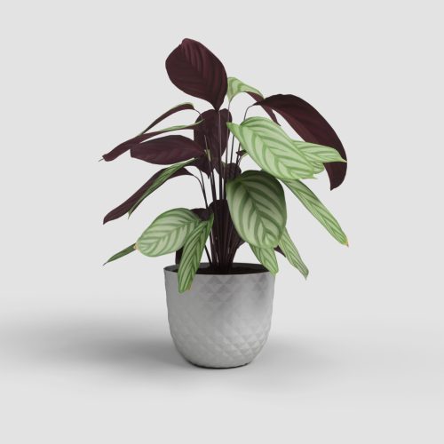 Havana Tropical 40 Ma Limestone Grey