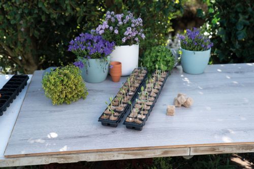 Oázis Ültetõtálca jutarost kockához